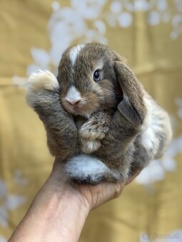 Minilop modrooký agouti samček s HK - 3
