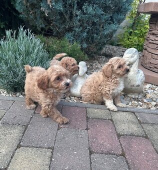 Maltipoo,pudel,maltezak,pudlik - 3