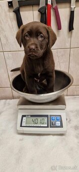 Šteniatka labradora – pripravené na odber - 3