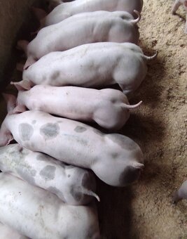 Predám odstavčata 20-25kg - 3