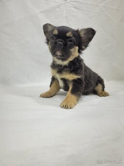 Francúzsky buldoček - 3