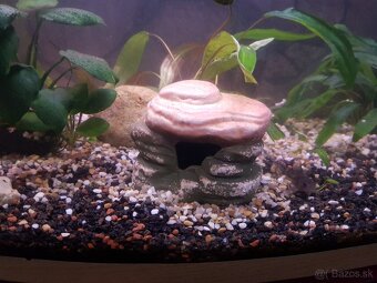 zabehnuté 54 litrové akvárium - 3