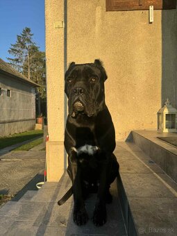 Cane Corso pes na krytie - 3