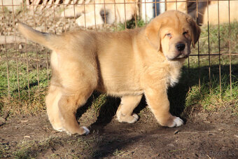 Španielský mastin - pejsci s PP - 3