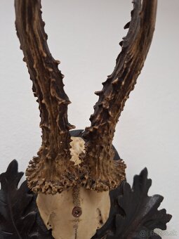 Trofej parohy parožie srnec - 3