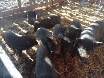 Vietnamské prasiatka - 3