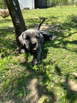 Cane corso - 3