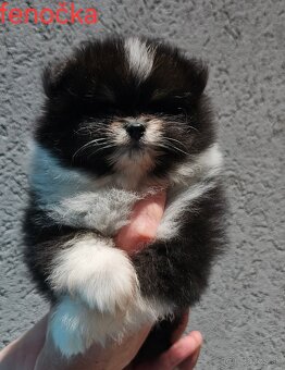 Pomeranian mini Boo - 3