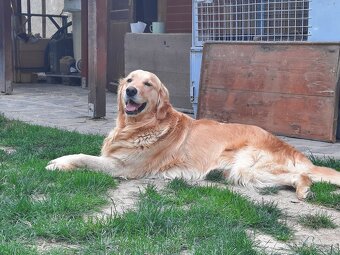 Predám šteniatka zlatý retriever - 3