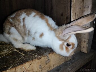 Dospelá samica chinchila strakata akcia 25€, Prešov - 3