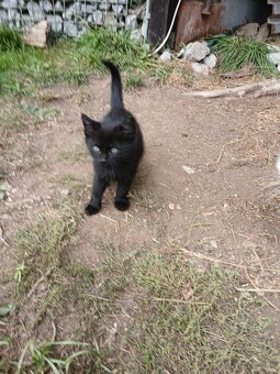 Darujeme maciatko - 3