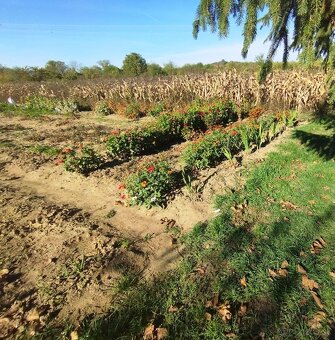 Viničný dom, rekreačná lokalita Levice-dohoda na cene - 3