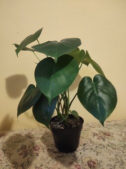 MONSTERA DELICIOSA - 3