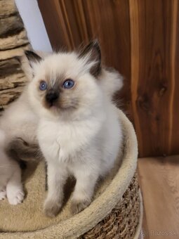 Predám mačiatka ( odber možný ihneď) - 3