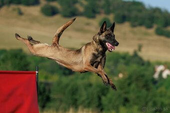 Belgicky ovčiak s PP - 3