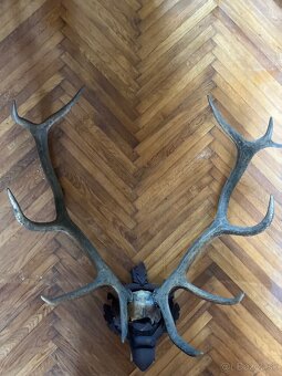 Parožie výška 70cm - 3