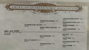Quarter horse valach - 3