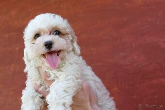 Maltipoo s doručením - 3