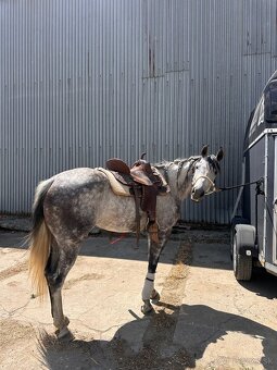 Kobyla Quarter horse - 3