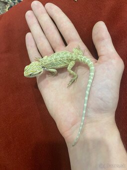 Agama Bradatá Mláďatá hypo + terárium na mieru - 3