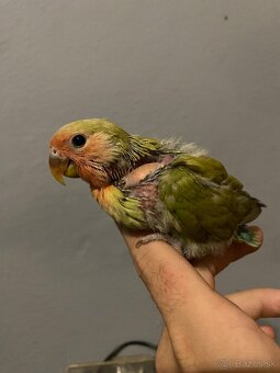 Agapornis ružohrdlý-Ručne dokŕmený - 3