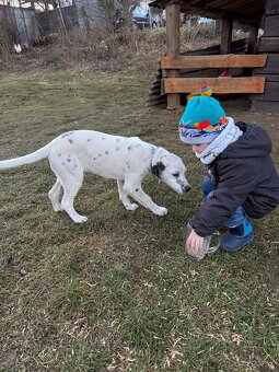 Dalmatin x border kólia - 3