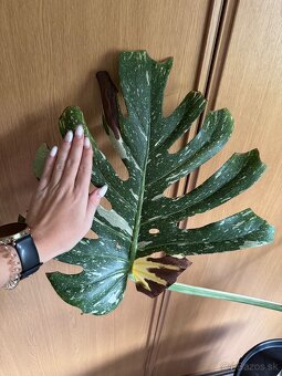 monstera thai odrezok - 3