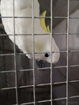 predám kakadu - 3