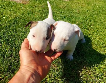 Mini bulterier - 3