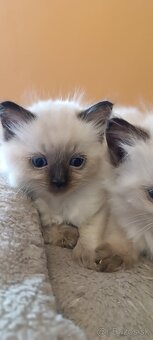 Ragdoll mačiatka, mačka - 3
