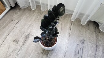 Zamioculcas Raven (čierny) - 3