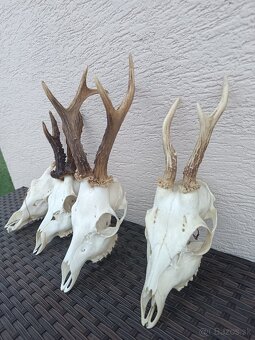 Parohy, zhody, trofeje, srnce - 3