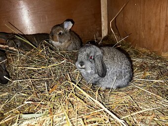 Francúzsky baran - 3