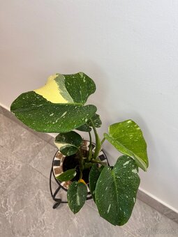 Monstera thai Constellation - 3