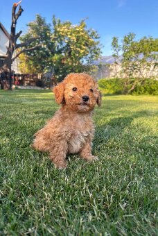 Maltipoo - 3