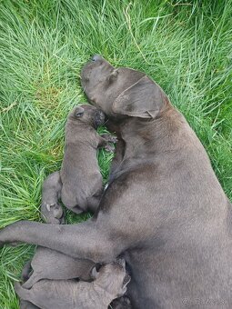 Predám šteniatka Cane Corso + Bandog - 3