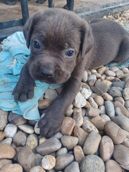 Predám šteniatka Cane Corso + Bandog - 3