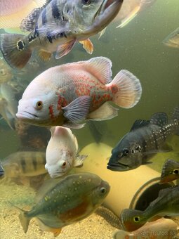 Ocellatus - 3