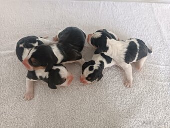 Bigl, Beagle, Bigel,Bígl šteniatka - 3