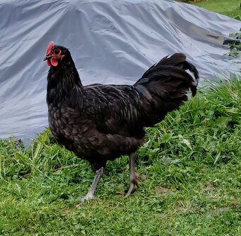 Kohút australorpky - 3