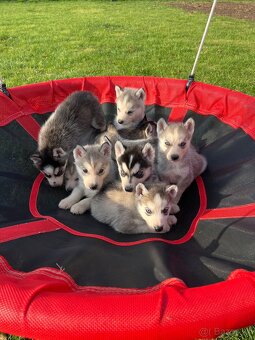 Steniatka sibirsky husky - 3