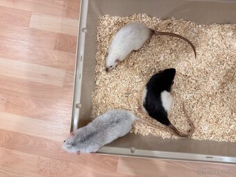 Hľadáme domov pre troch potkaníkov - 3