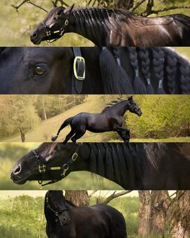 7 ročný valach - 3