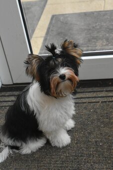 Biewer Terrier s PP FCI - 3