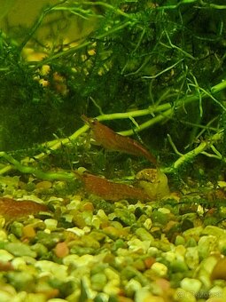 Krevety neocardina - slabo vyfarbené - 3