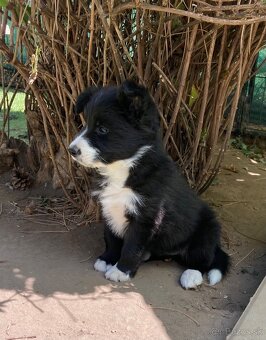 Border kólia/Border collie/Borderka - 3