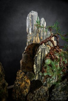 Bonsai Krajinka v bielej miske 78x38cm - 3