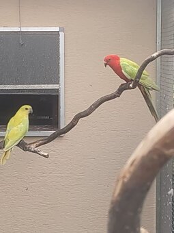 Papagáj Královský žltý predaj - 3