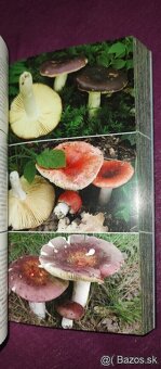 1000 slovenských a českých húb - 3