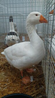 Slovenská biela hus - 3